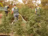Plantación de marihuana intervenida en una masa forestal en Chella