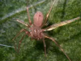 La araña violinista o araña reclusa parda mediterránea (Loxosceles rufescens).