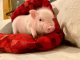 Pinky, el adorable cerdo virtual.