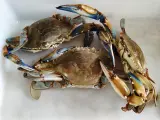 Ejemplares de cangrejo azul ('Callinectes Sapidus') muestreados en Doñana