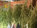 Marihuana en fase de secado intervenida en Tietar