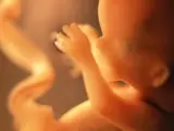 Imagen de archivo de un embrión.