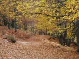 Camino en el Casta&ntilde;ar de El Tiemblo. .