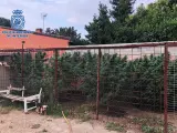 Nota De Prensa 'La Policía Nacional Descubre Cuatro Plantaciones De Marihuana En Gamonal Y Fincas Del Extrarradio De Talavera De La Reina'