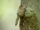 La larva de polilla camuflada.