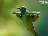 Un colibrí espía captando unas increíbles imágenes.
