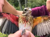 Un extraño pájaro con características de macho y hembra.