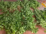 Cultivo Cannabis Sativa