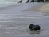 Focas muertas en Namibia.