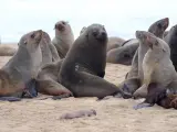 Varios ejemplares de lobos marinos se juntan en Pelican Point, Namibia este martes.