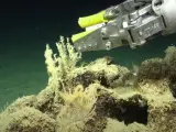 En el descubrimiento de los nuevos corales se ha utilizado el robot SuBastian.