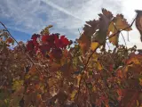 Una viña en La Rioja con los colores del otoño