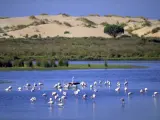 El humedal de Doñana, un paraíso para las aves migratorias.