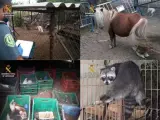 Recopilación del estado de algunos de los animales rescatados del núcleo zoológico clandestino