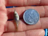 El objetivo es que el pez se pueda poner sobre una moneda.