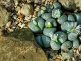 Aunque a simple vista parezcan piedras, lo cierto es que es una planta que sabe mimetizarse perfectamente con el entorno, de ahí su inusual aspecto. Cada especie cuenta con colores distintos.