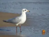 Una gaviota