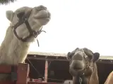 Camellos en Doñana.