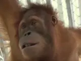 El regreso de dos orangutanes.