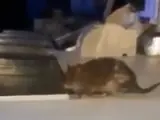 La rata en la cocina del Telepizza.