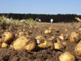 Rural.- Galicia pierde tierras de cultivo en 2019, mientras aumentan las superficies forestales y de pastos