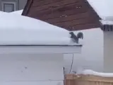 Este vídeo muestra a una ardilla realizando 'labores de limpieza de canalones', tras una fuerte nevada, de una manera muy especial. Como si fuera una tuneladora, se desplaza a gran velocidad bajo el manto blanco que cubre un tejado sin apenas esfuerzo.