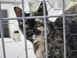 Un gato observa por la verja de las instalaciones adecuadas del albergue San Francisco de Asis de la Sociedad Protectora de Animales y Plantas de Madrid.