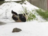Uno de los osos panda del Zoo de Madrid juega con la nieve del temporal Filomena.