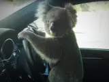 Un koala causa un accidente en cadena entre seis coches en una avenida australiana.