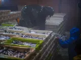 Reportaje sobre la pesca de la anchoa en el Cantábrico. la captura de los peces no se toca con las manos en ningún momento del proceso. De la red se subcciona por un aspirador gigante para luego por otro conducto pasar