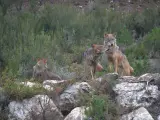 Ejemplares de lobo ibérico