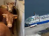 Vacas enfermas y el barco que las transporta.