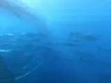 Imagen de ejemplares de atún rojo