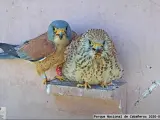 Los ciudadanos podrán observar los nidos de estas aves a través de tres webcams instaladas en el Centro de Visitantes del Parque Nacional de Cabañeros.