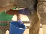 Un trabajador de Oasis Wildlife Fuerteventura ordeña a una camella.