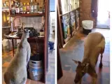 El canguro entrando en el bar al que siempre acude.