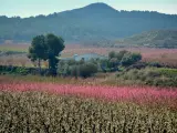 Campos en floraci&oacute;n de Aitona.
