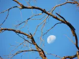 &Aacute;rbol de la Luna.