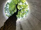 Este árbol ha crecido en el interior de un silo hasta que finalmente ha sido capaz de salir a la superficie. Un ejemplo maravilloso de cómo los seres vivos hacen todo lo posible para sobrevivir, incluso en ambientes hostiles. (Foto: Reddit/runswithjello)