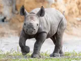 Una cría de rinoceronte negro, nacida en el zoológico de Miami, Florida (EE UU).