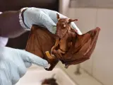 Un murciélago es analizado en un laboratorio.