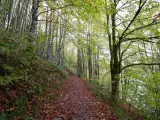 Es el segundo hayedo-abetal más extenso de Europa y el mejor conservado. Son 17.000 hectáreas de bosque en el Pirineo oriental que te sumergen en un entorno de cuento que destaca por su colorido, especialmente en otoño. Una ruta de senderismo por Irati siempre es una buena idea.