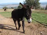 Un burro catalán.