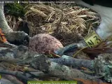 Huevo de águila pescadora que ha anidado en Urdaibai