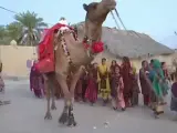 El camello Roshan atraviesa el desierto con un cargamento de libros, para llegar a los pueblos más recónditos y que los niños no pierdan el ritmo de la escuela. Avanza a través del árido terreno de la región paquistaní de Baluchistán y los niños le esperan ansiosos cada vez que llega a una localidad.