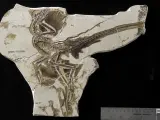 Un investigador de la UMA cuestiona que el vuelo propulsado apareciera en dinosaurios no avianos