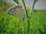 Estudios de la UdL afirman que las mariposas marcan el impacto ambiental del maíz transgénico