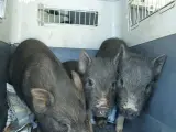 Sucesos.- La Policía Local recoge nueve cerdos vietnamitas que estaban sueltos en unas parcelas
