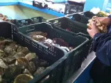 El Gobierno reabre la pesca de ostras en las zonas de producción de moluscos de Santoña