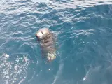 Liberada a diez millas de la costa una cría de foca gris recogida en febrero